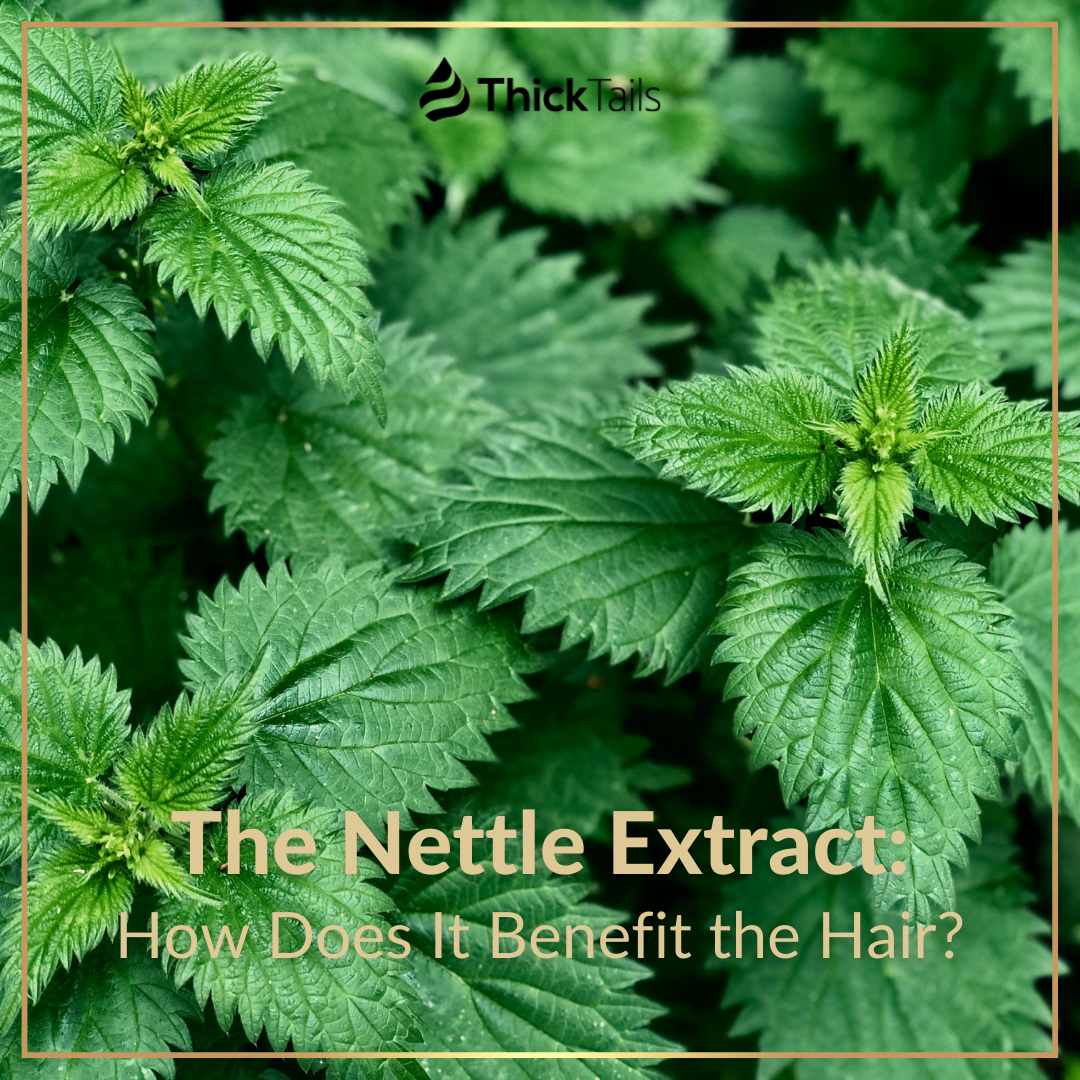 The benefits of nettle extract for hair growth